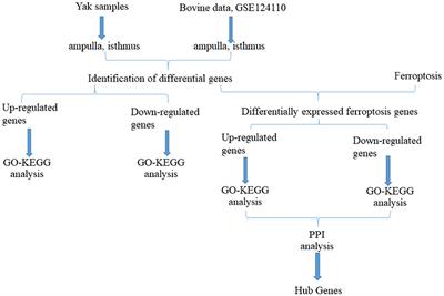 Integrative analysis identifies potential ferroptosis-related genes of hypoxia adaptation in yak